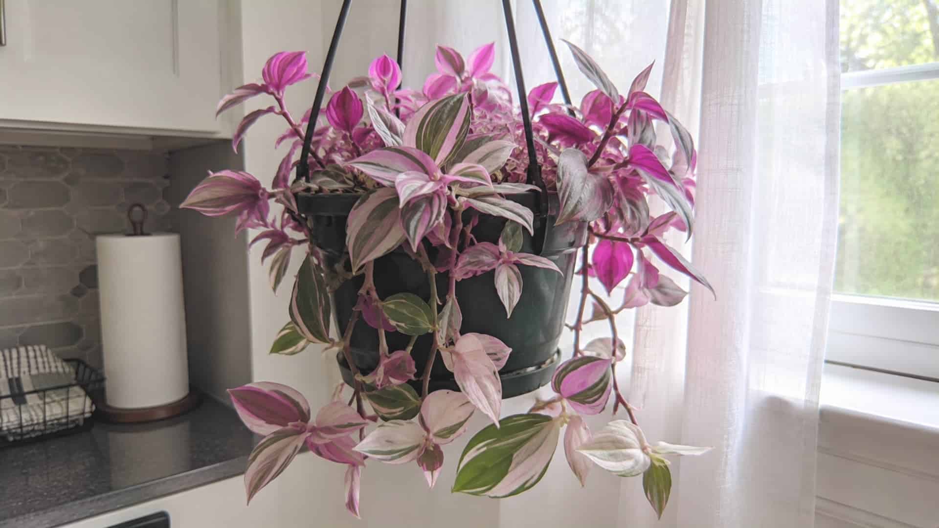 tradescantia nanouk plant with pink and green striped leaves in a hanging pot