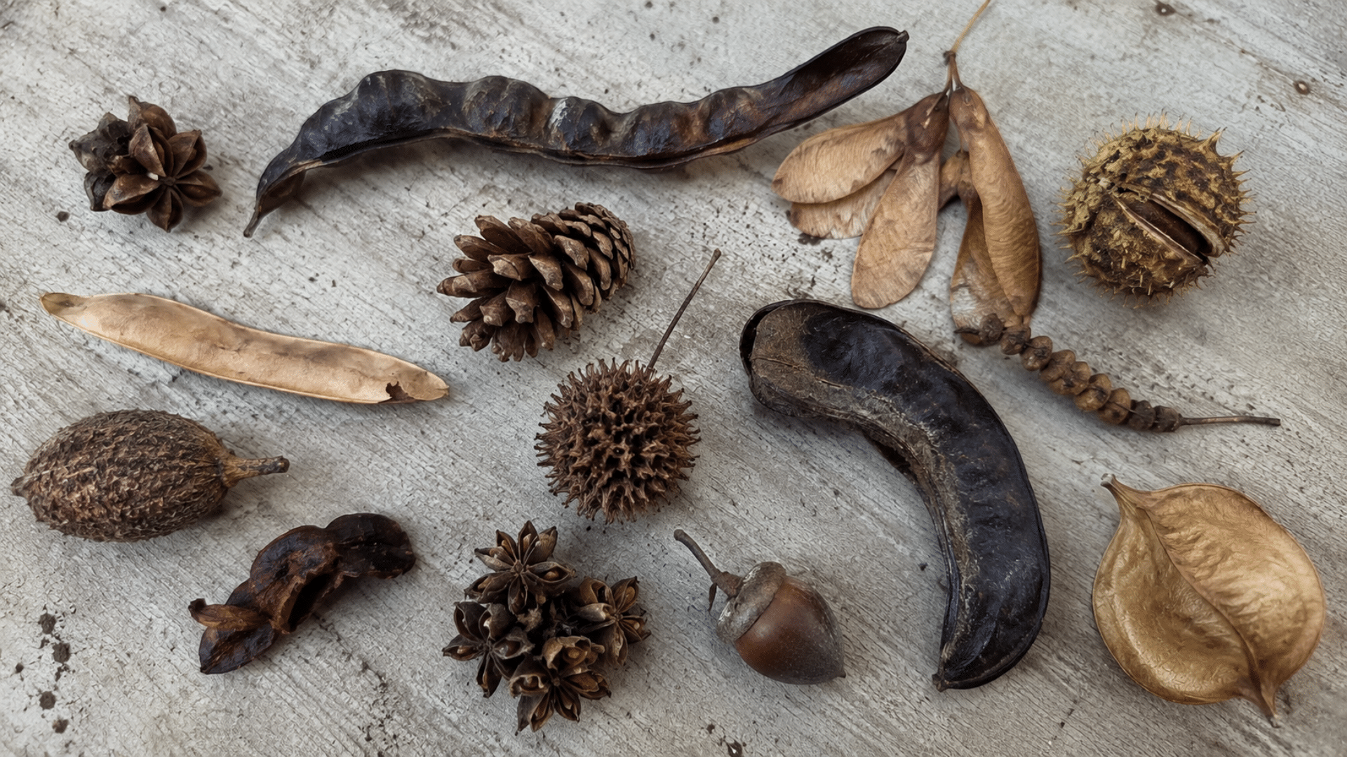 overhead flat lay of assorted tree seed pods scattered on a plain wooden surface