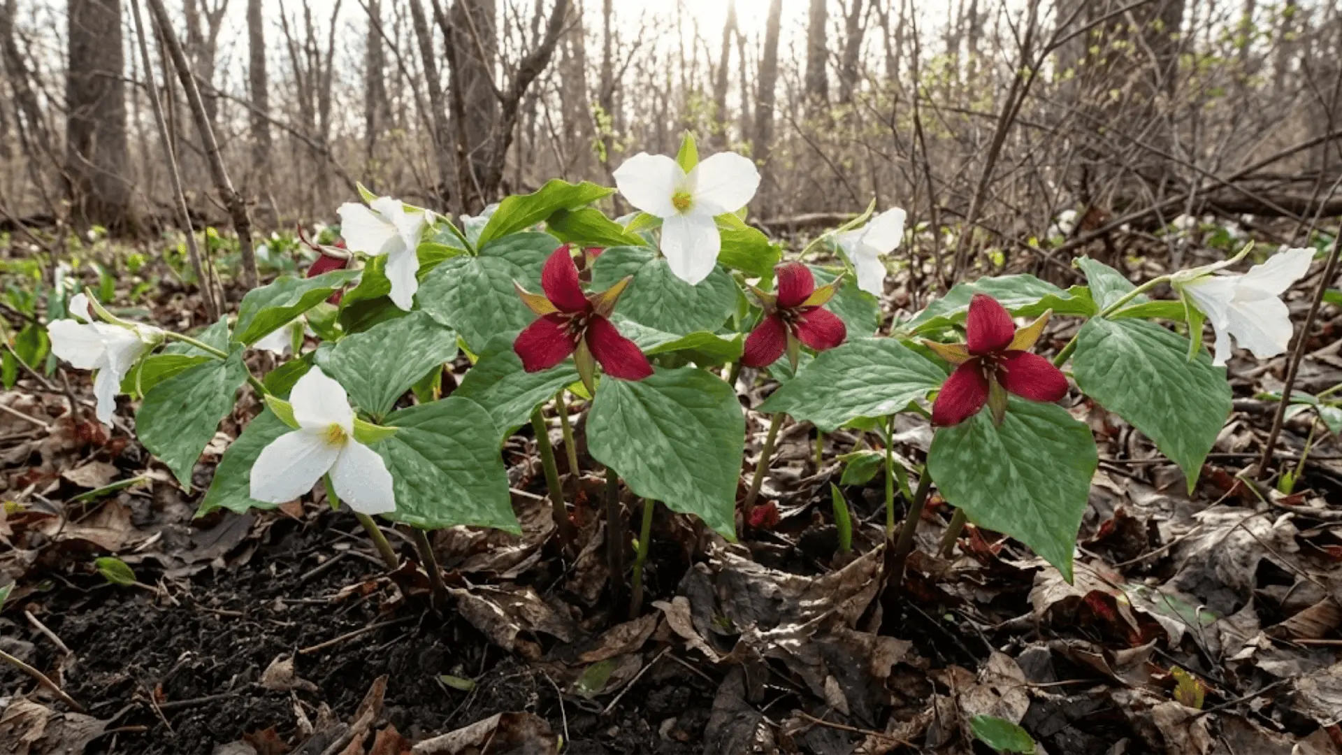 white and red trillium flowers blooming through fallen leaves on the forest floor