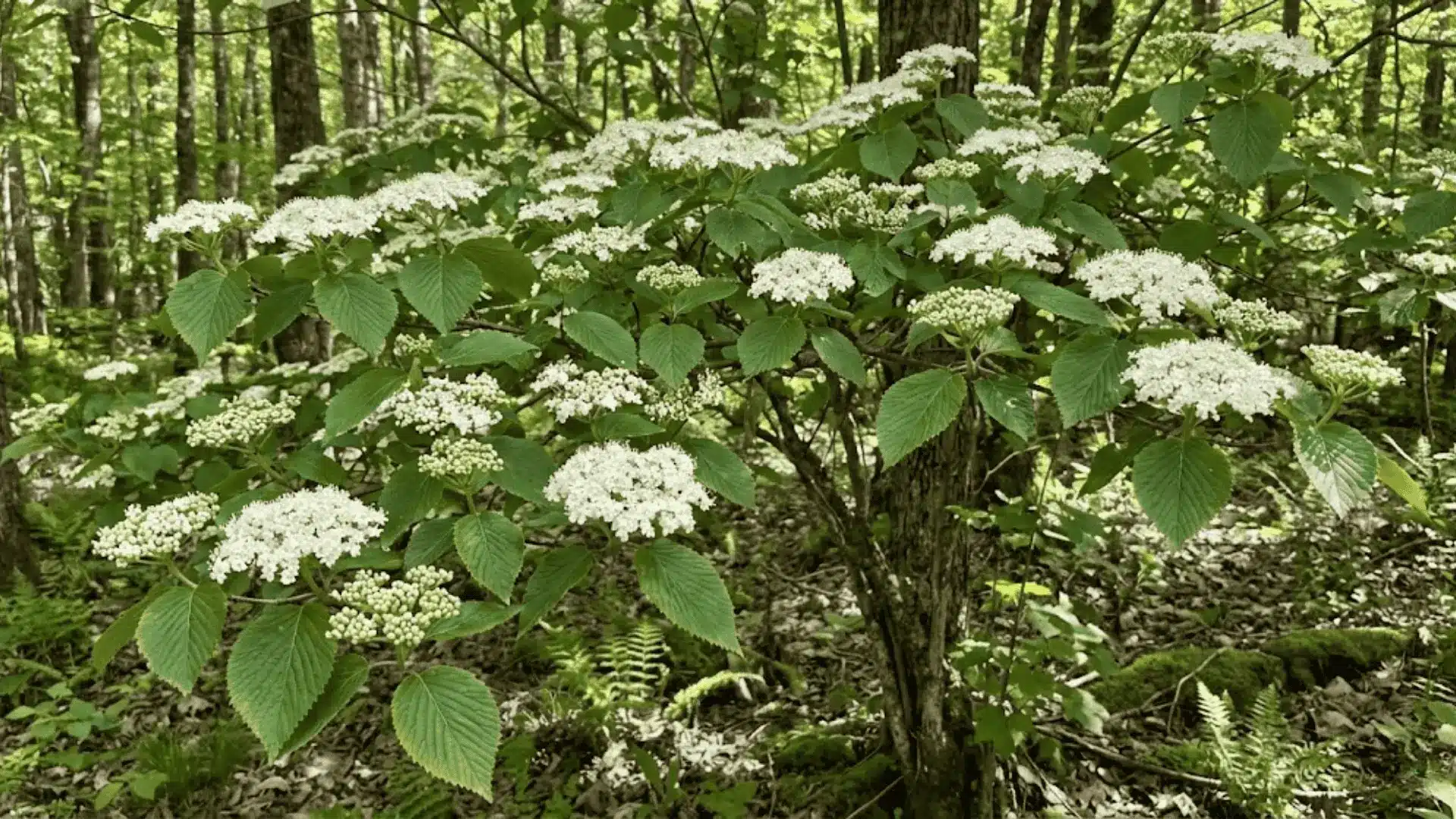 viburnum shrub with flat-topped white flower clusters and green toothed leaves