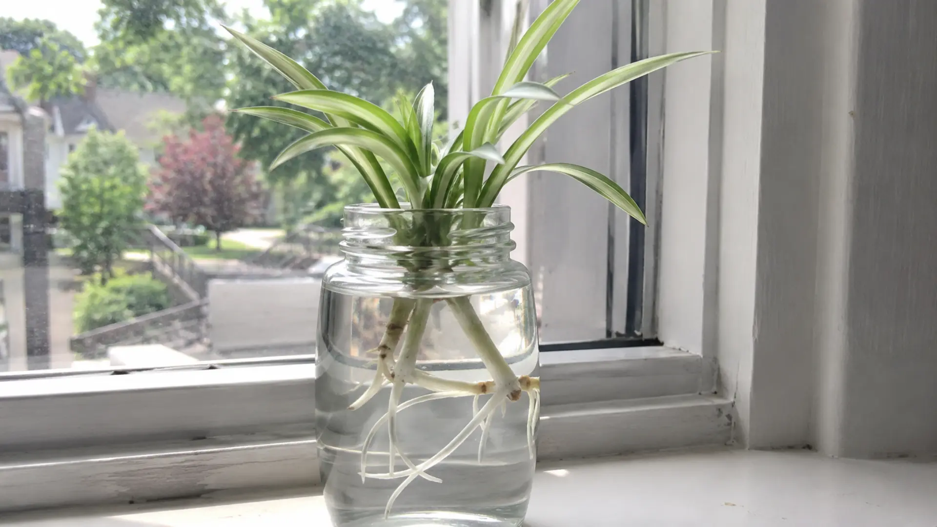 spider plant baby plantlet snipped from the mother plant, placed in a jar, and growing roots in water