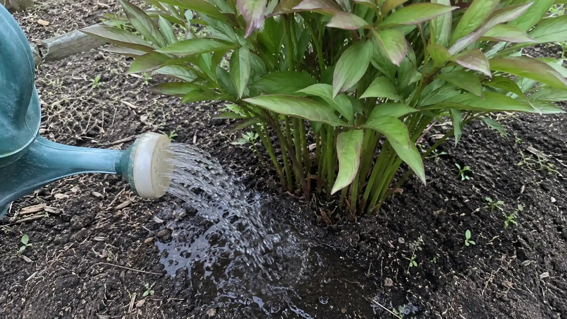 watering can pouring water at base of peony plant in soil