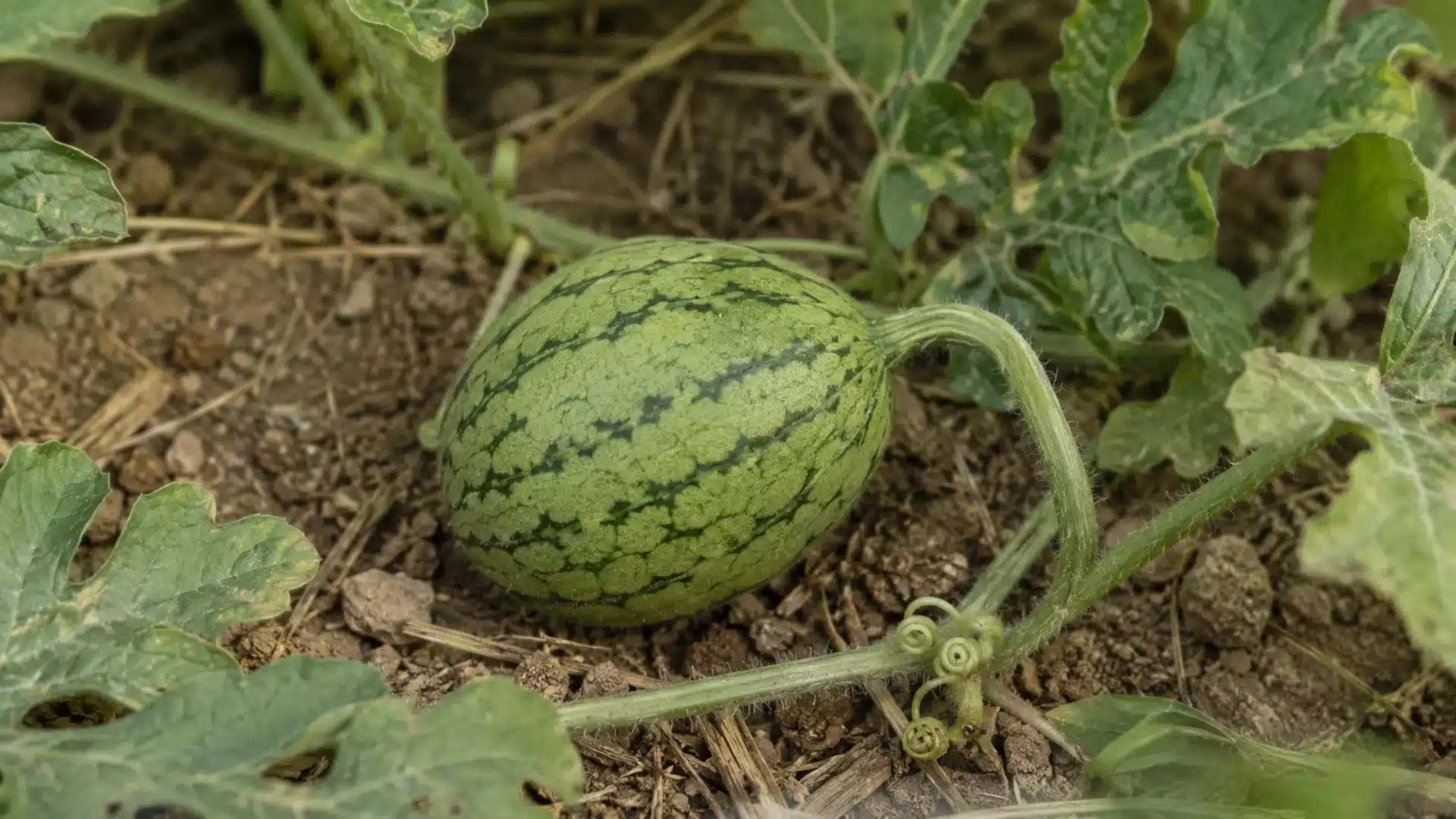 watermelon-growth-time-from-seed-to-harvest (1)