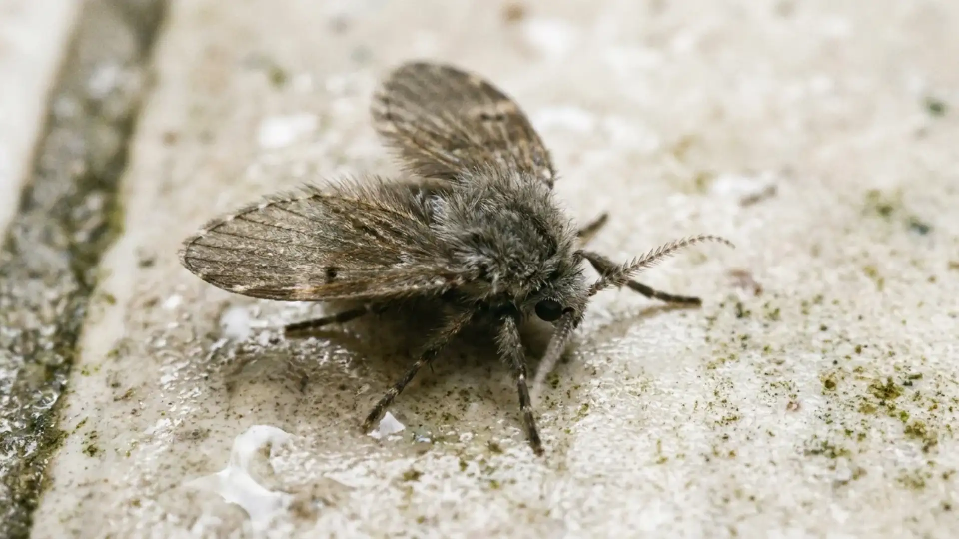 close-up of a drain fly showing its fuzzy body, broad wings, and triangular shape