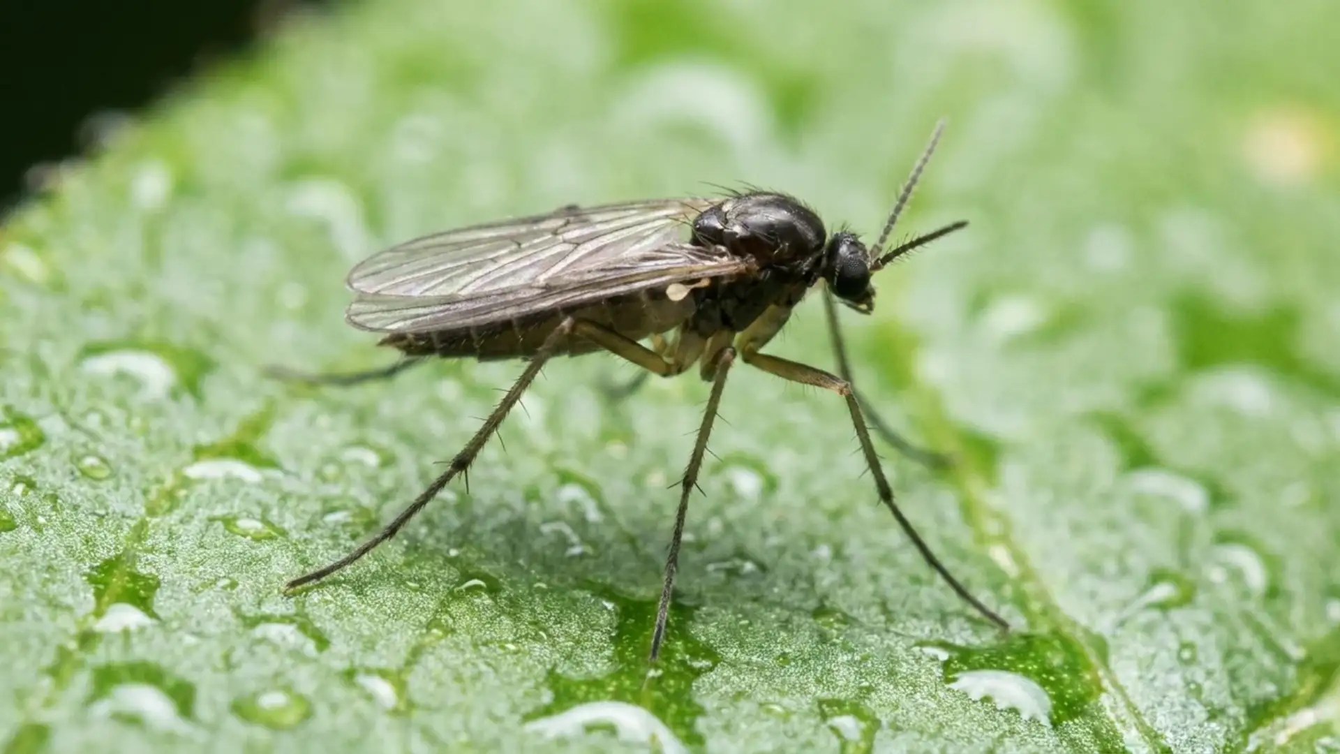 close-up of a fungus gnat showing its slim body, clear wings, and mosquito-like shape