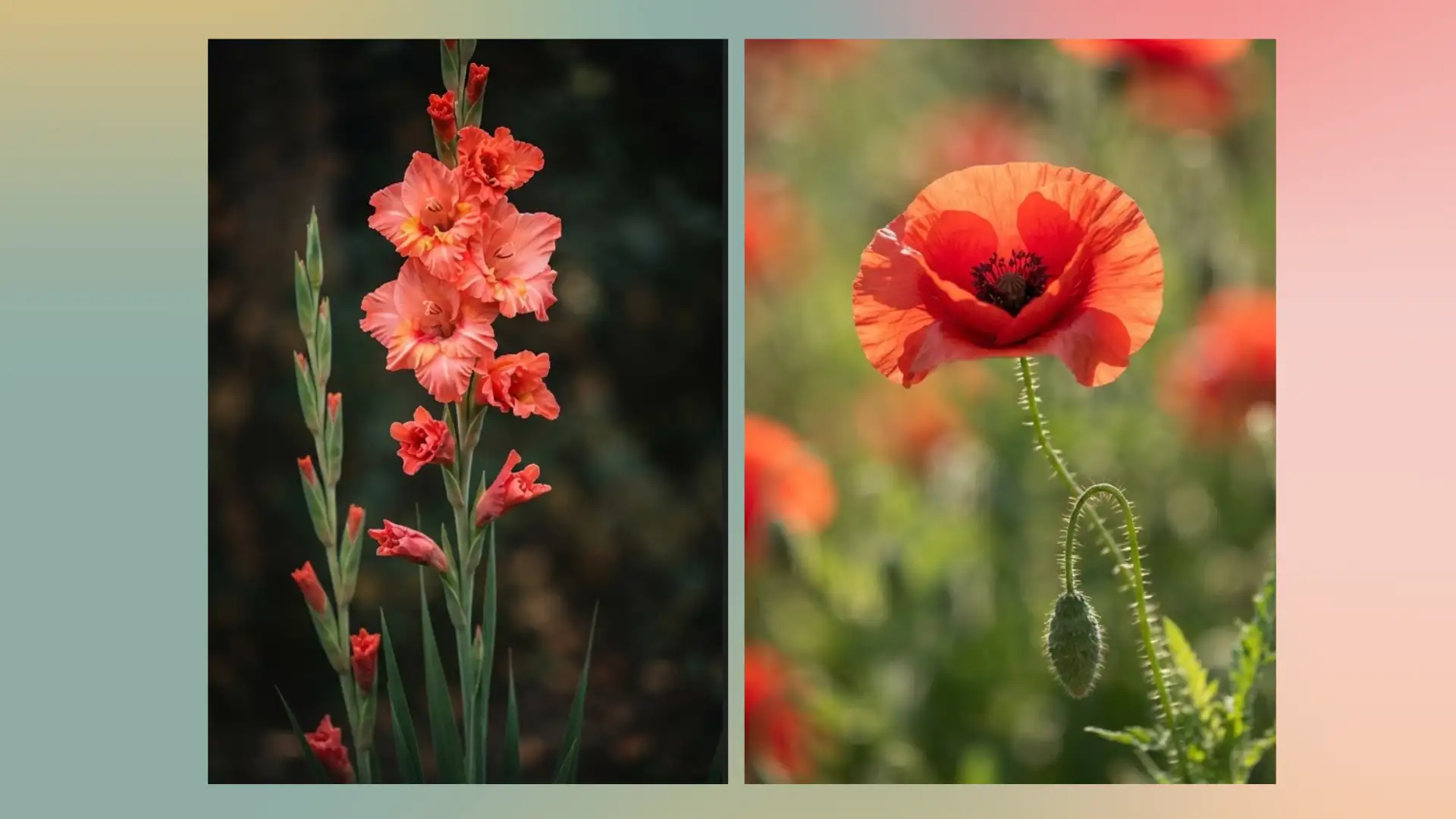 gladiolus and poppy flowers displayed together representing traditional august birth blooms