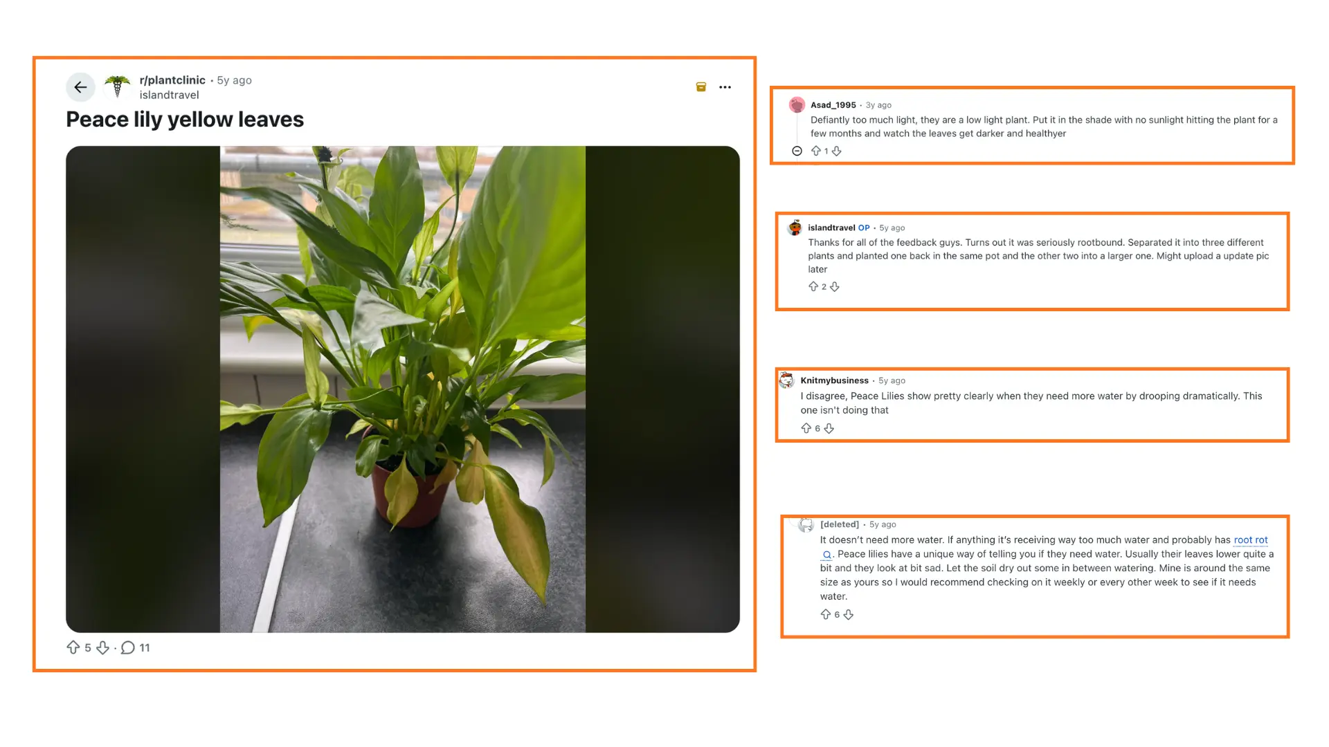 peace lily with yellow leaves beside reddit comments discussing light, watering, and rootbound growth