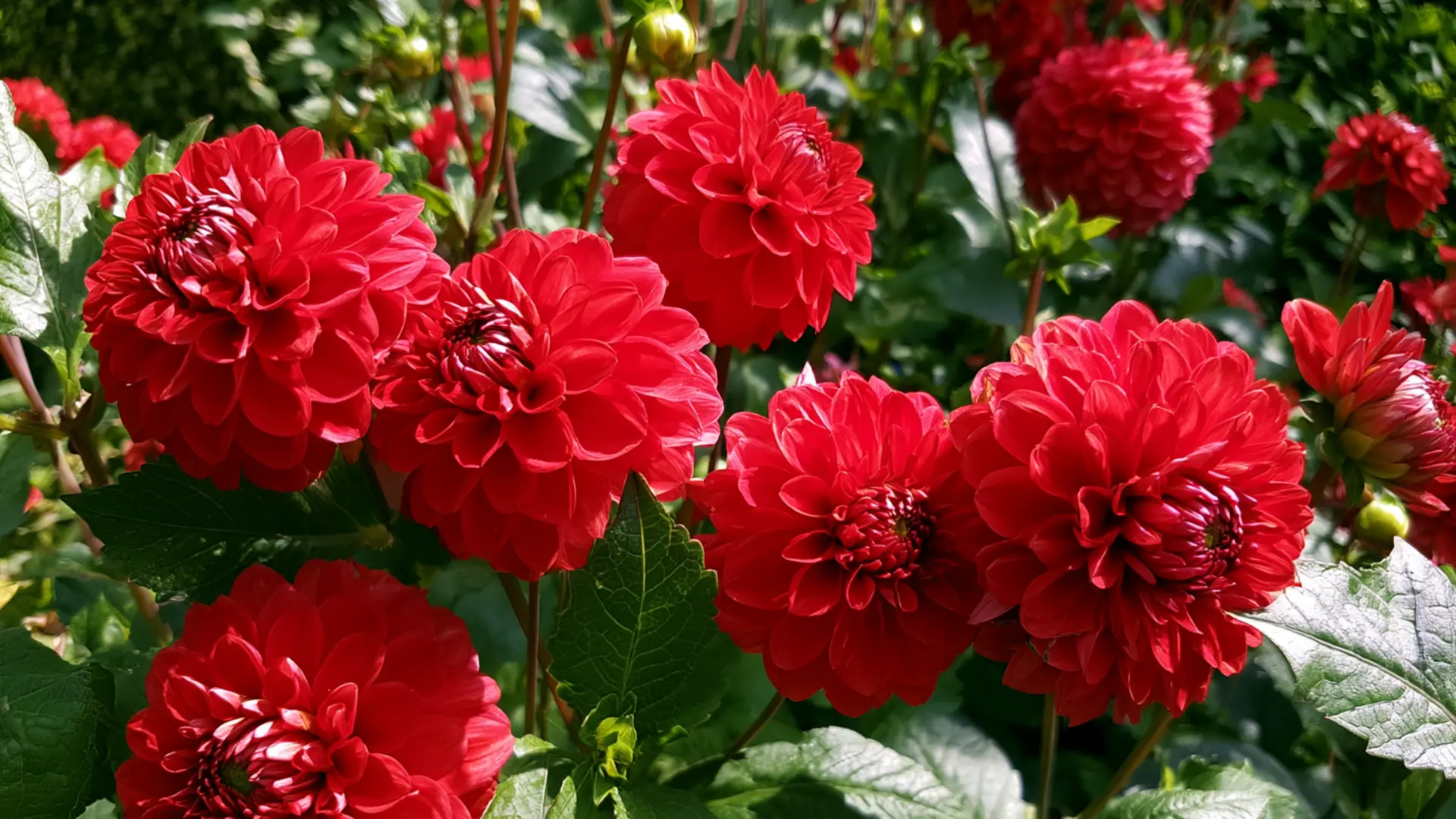 When-to-plant-dahlias-timing-and-dahlia-care-guide