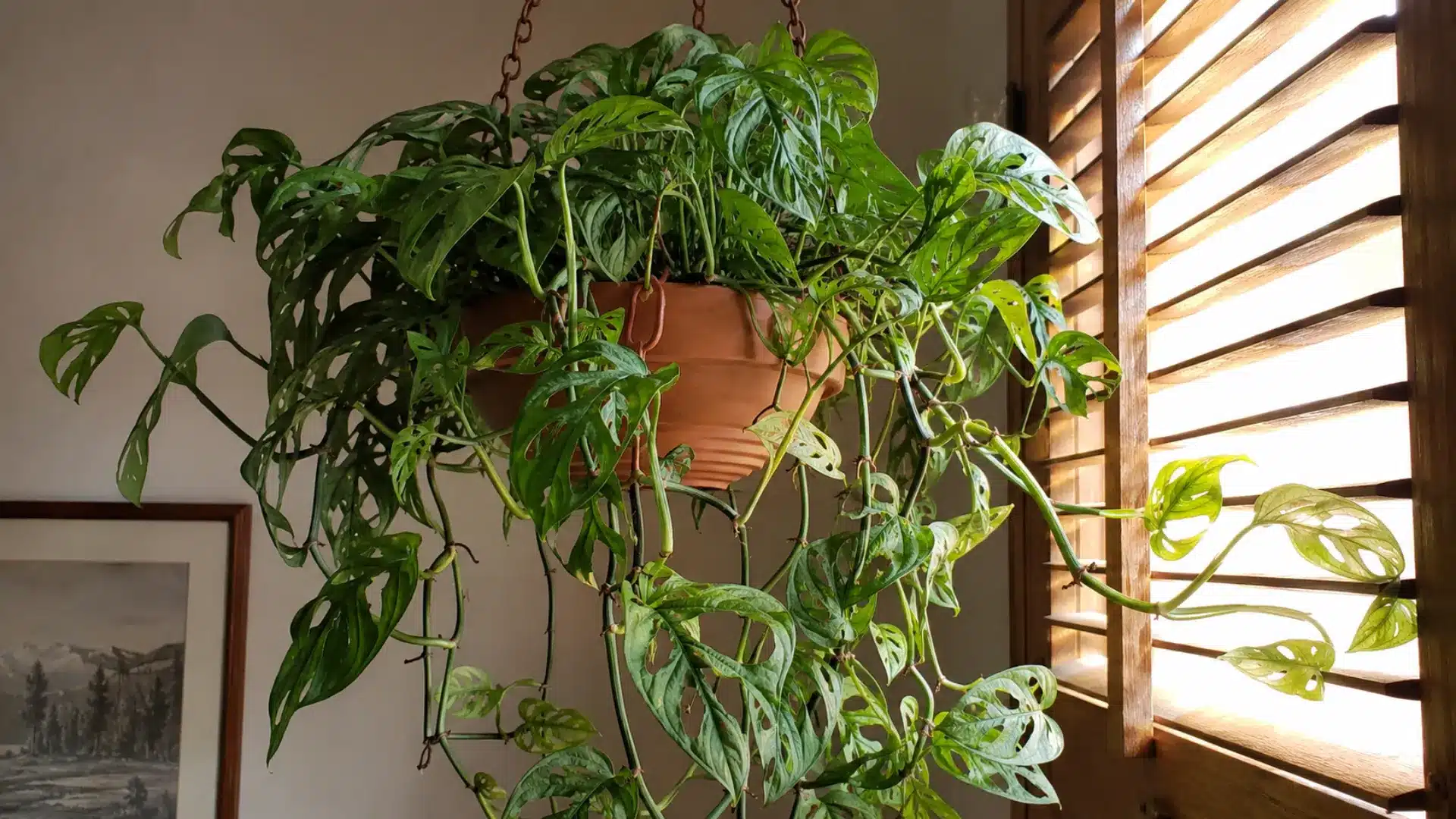 why-your-plant-has-holes-in-its-leaves