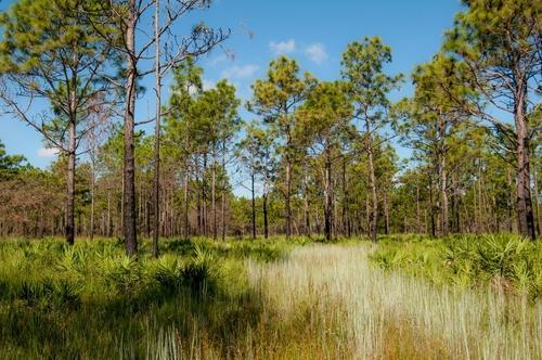 Pine trees and grassy field under clear blue sky in a sunlit forest setting