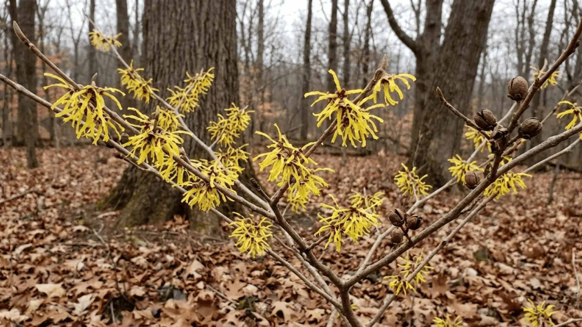 witch hazel branch with ribbon-like yellow winter blooms and seed pods