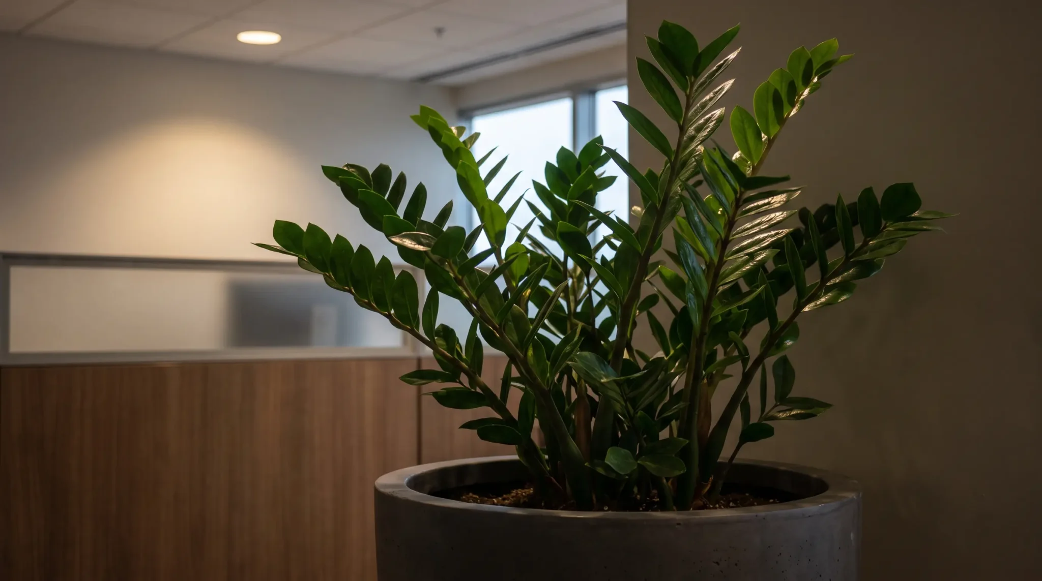 large zz plant with glossy green leaves in a gray planter inside a softly lit modern office