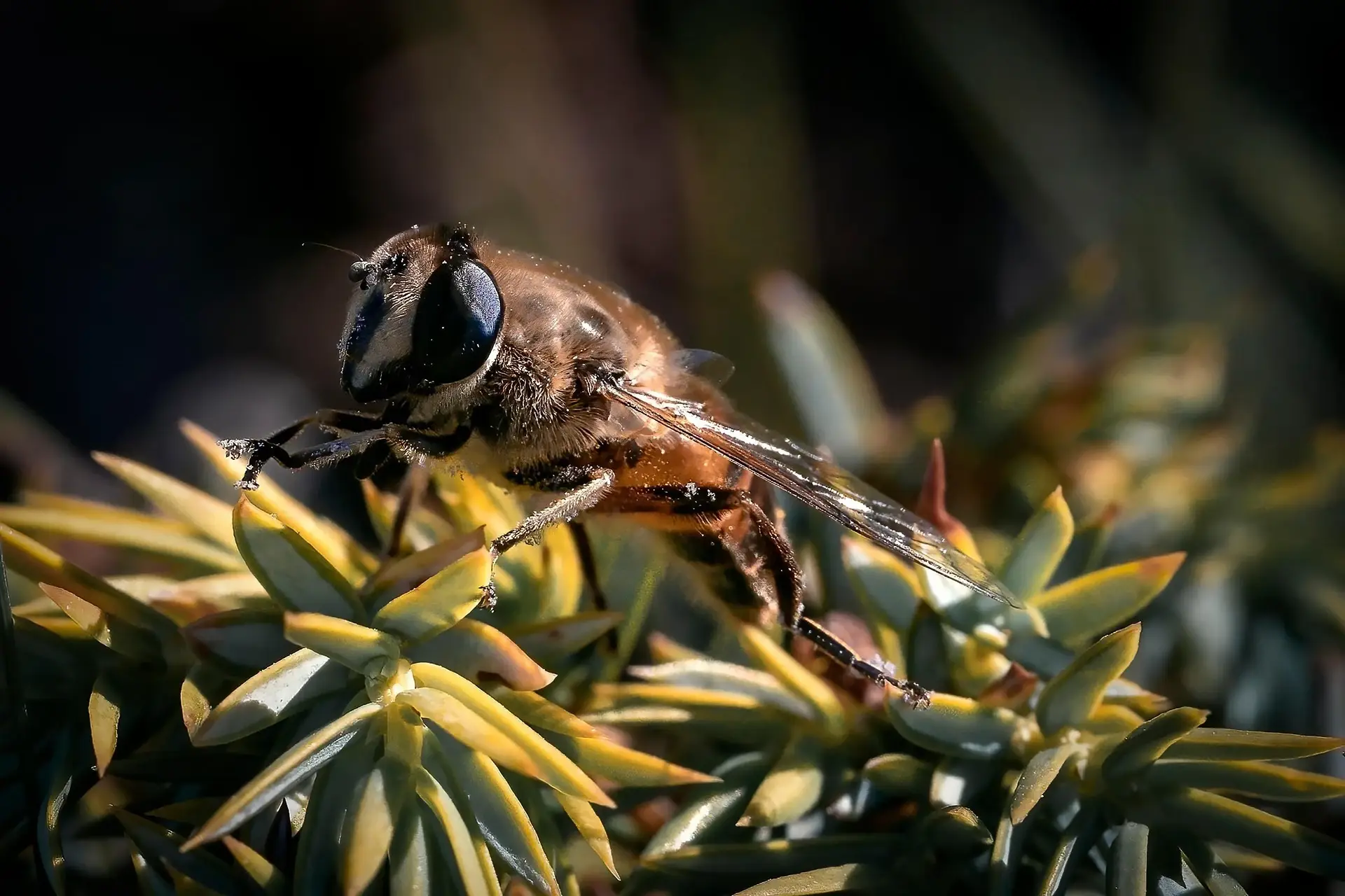 Close-up of a bee resting on green spiky leaves in outdoor natural setting
