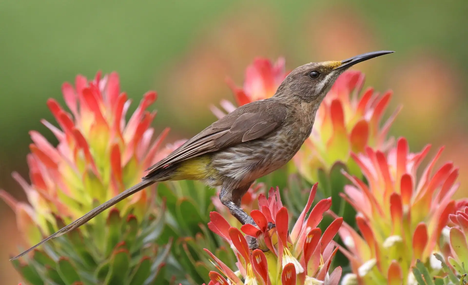 Brown honeyeater perched on vibrant red and yellow flowers in lush green garden setting