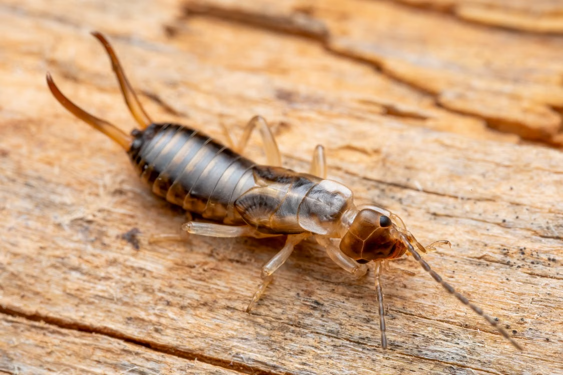 Earwig crawling on textured wooden surface in close-up shot with natural lighting