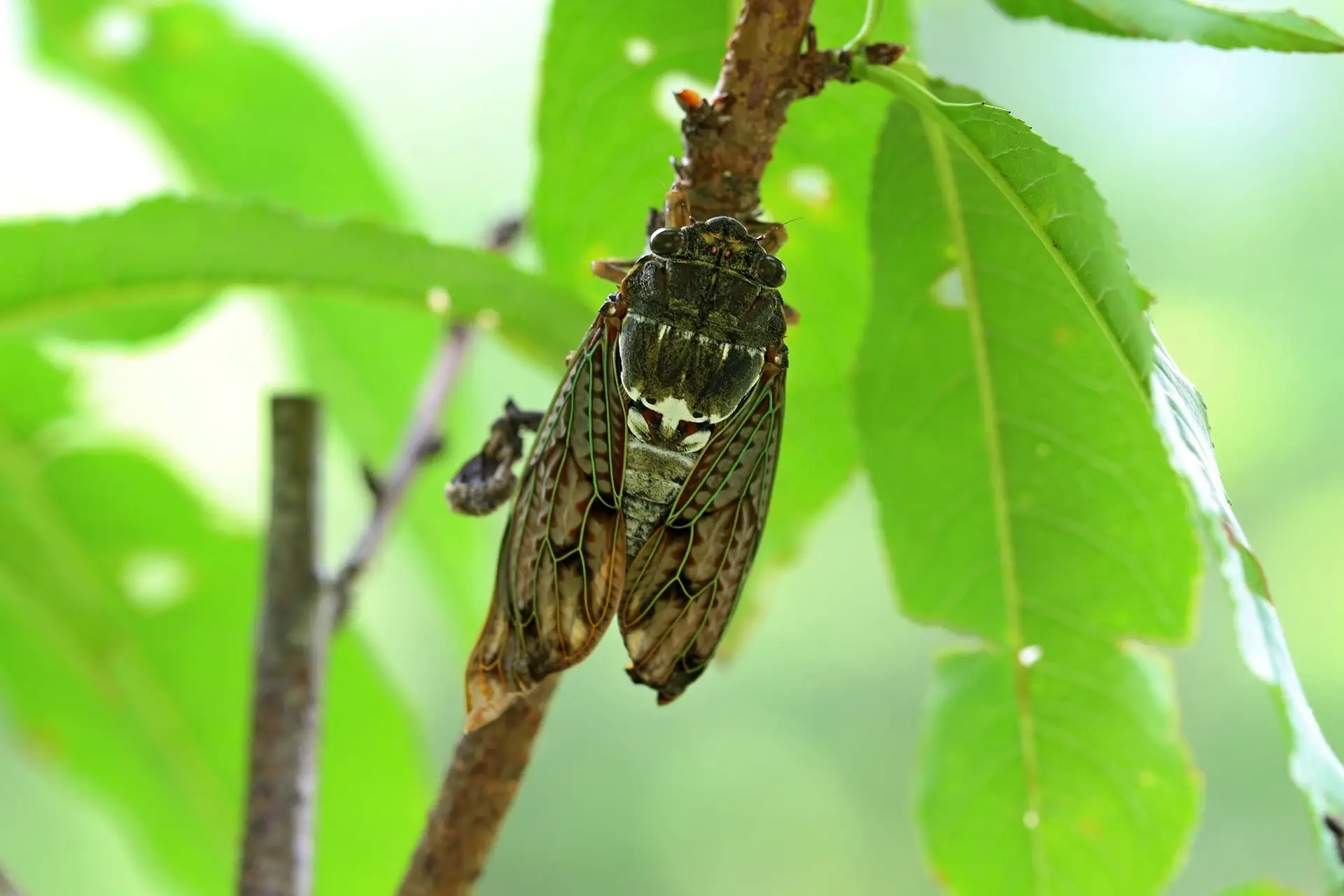 Cicada perched on tree branch surrounded by vibrant green leaves in sunlight