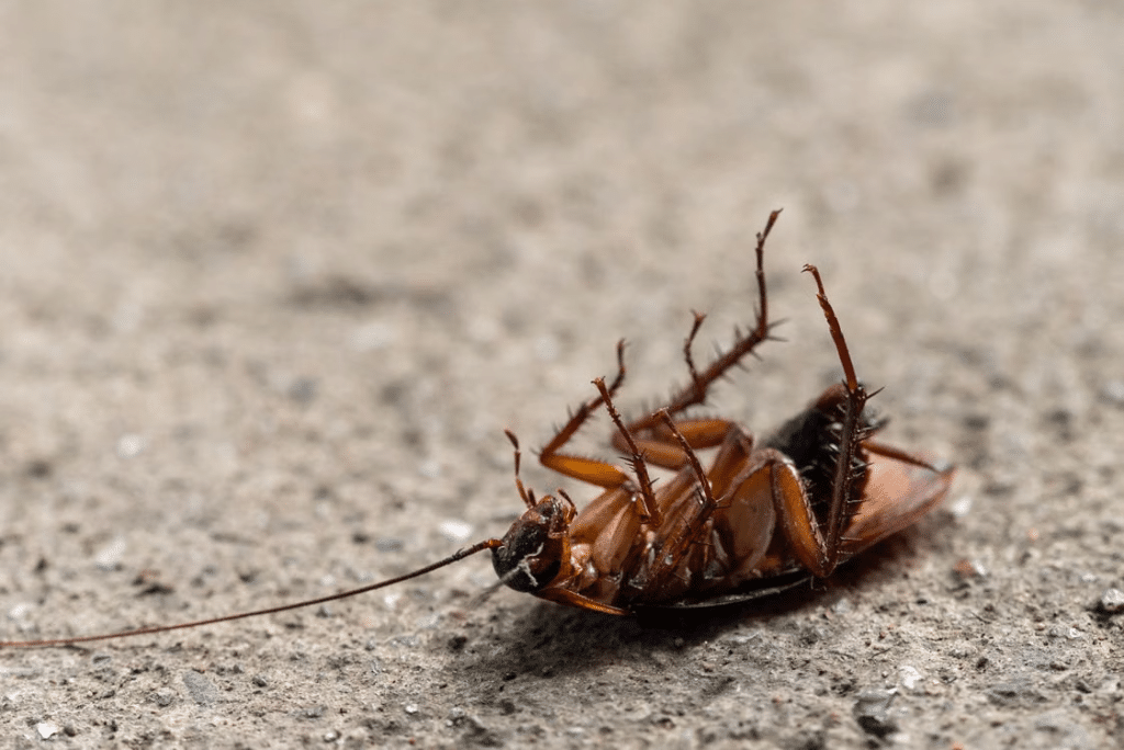 Dead cockroach lying on its back on textured concrete surface