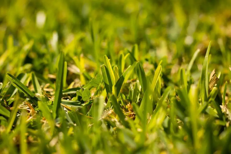 Close-up of vibrant green grass blades in sunlight