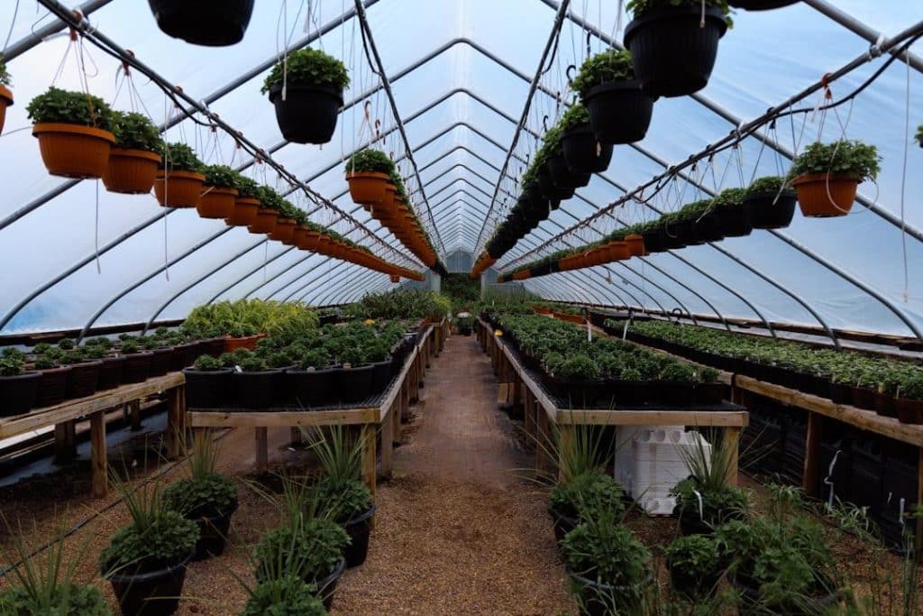 Plants in pots arranged inside a greenhouse with hanging planters and natural lighting