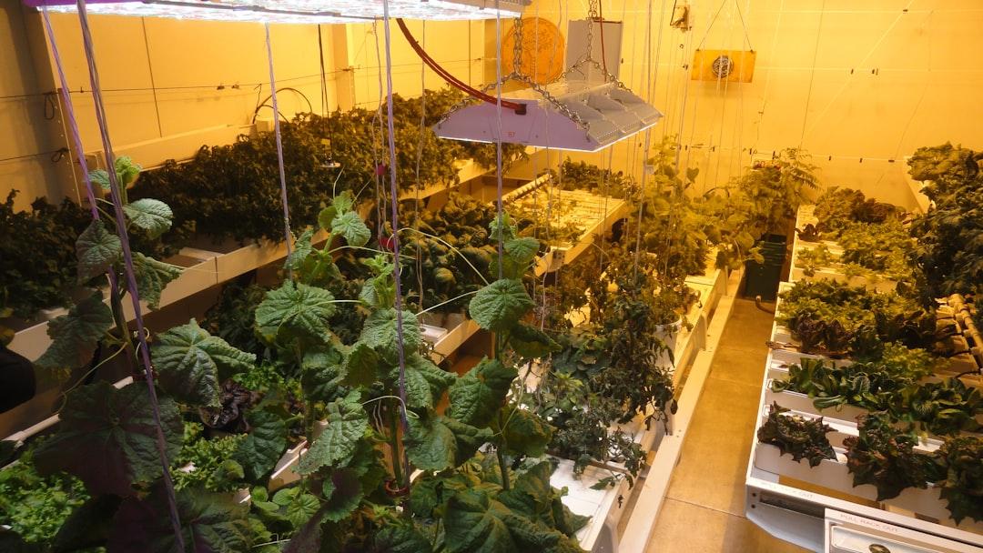 Indoor hydroponic garden with leafy greens under bright grow lights in a controlled environment